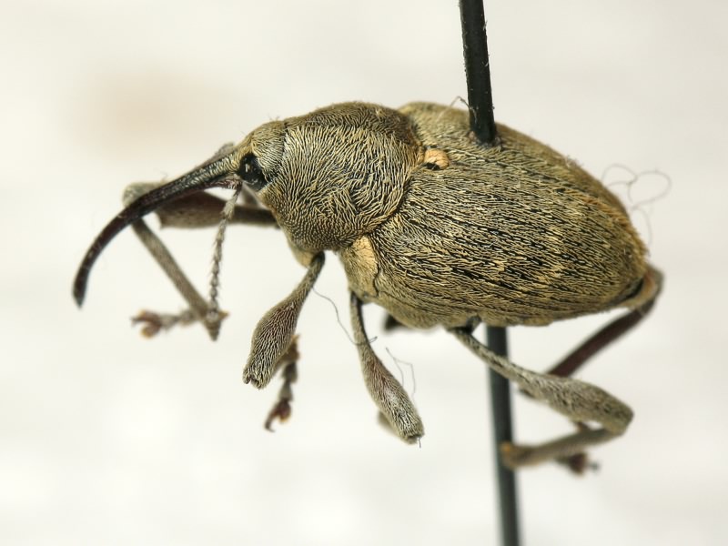 Curculio Linnaeus, 1758